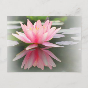 An Enchanting Water Lily in a Pond Postcard