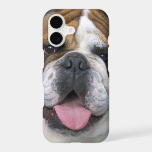 An english bulldog in Belgium.