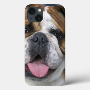 An english bulldog in Belgium. iPhone 13 Case