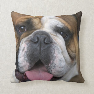 An english bulldog in Belgium Cushion