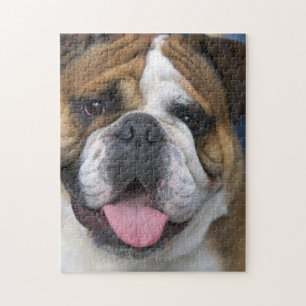 An english bulldog in Belgium Jigsaw Puzzle