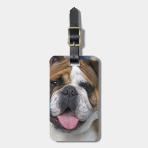 An english bulldog in Belgium. Luggage Tag