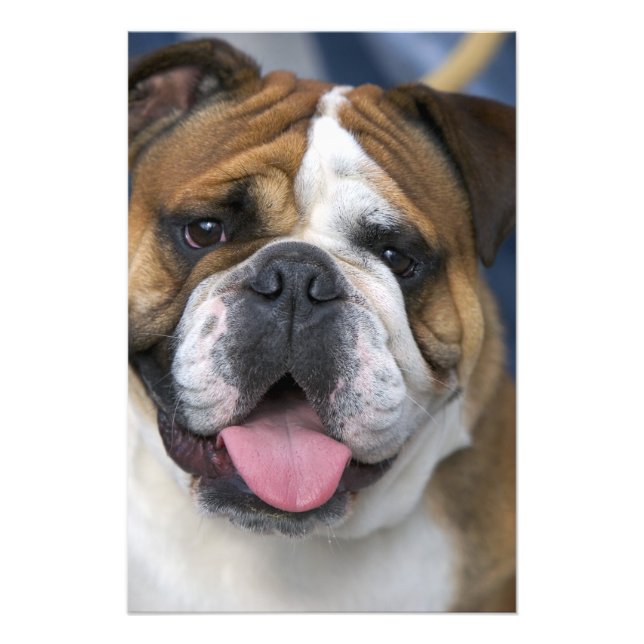 An english bulldog in Belgium. Photo Print (Front)