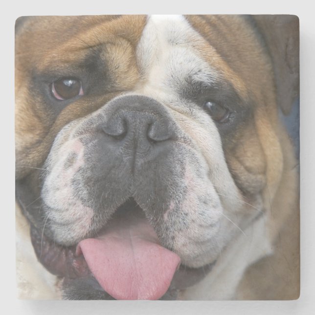 An english bulldog in Belgium. Stone Coaster (Front)