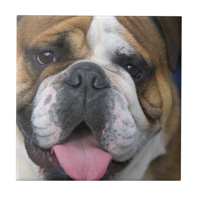 An english bulldog in Belgium Tile (Front)