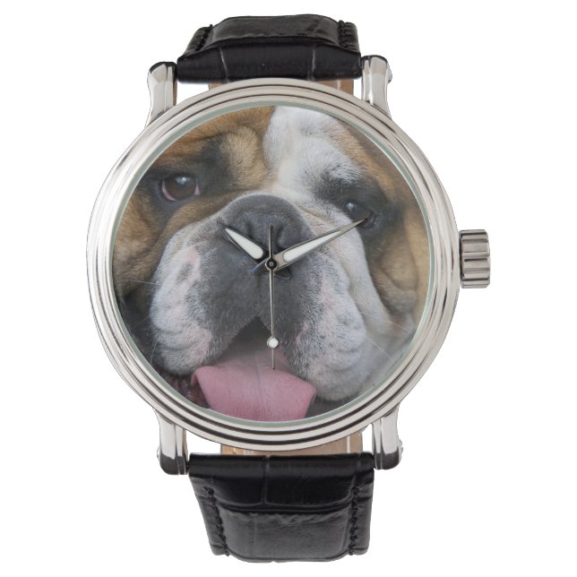 An english bulldog in Belgium. Watch (Front)