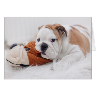 An English Bulldog Puppy Playing With A Bulldog