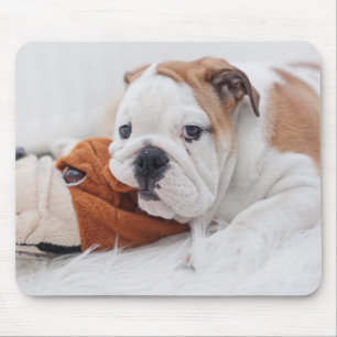 An English Bulldog Puppy Playing With A Bulldog Mouse Mat