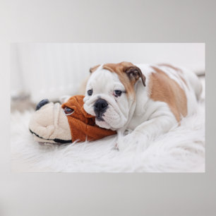 An English Bulldog Puppy Playing With A Bulldog Poster