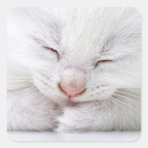 An extreme close up of a very young white square sticker