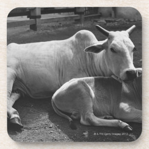An Indian cow and its calf lying in a farmyard Coaster