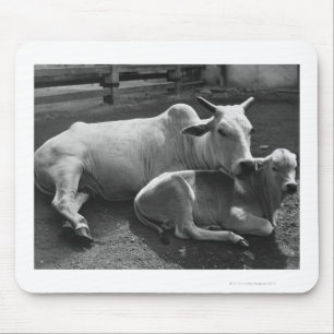 An Indian cow and its calf lying in a farmyard Mouse Mat