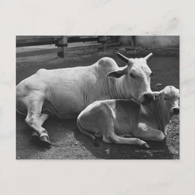 An Indian cow and its calf  lying in a farmyard Postcard (Front)