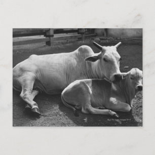 An Indian cow and its calf  lying in a farmyard Postcard