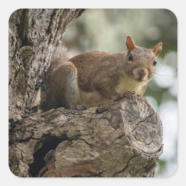 An inquisitive squirrel perched on a tree branch. square sticker (Front)