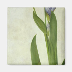 An Iris Magnet