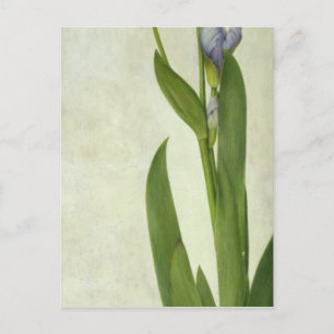 An Iris Postcard