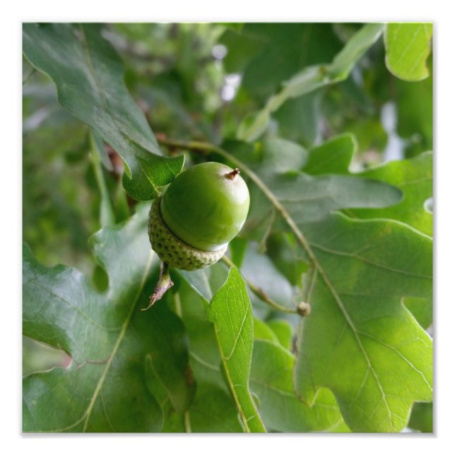 an oak fruit photo print (Front)