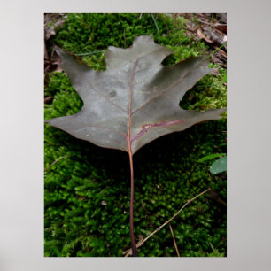 An Oak Leaf on Moss Poster