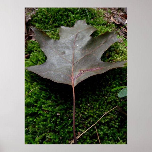 An Oak Leaf on Moss Poster (Front)