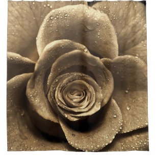 An old-fashioned rose close up, wet with water dro shower curtain