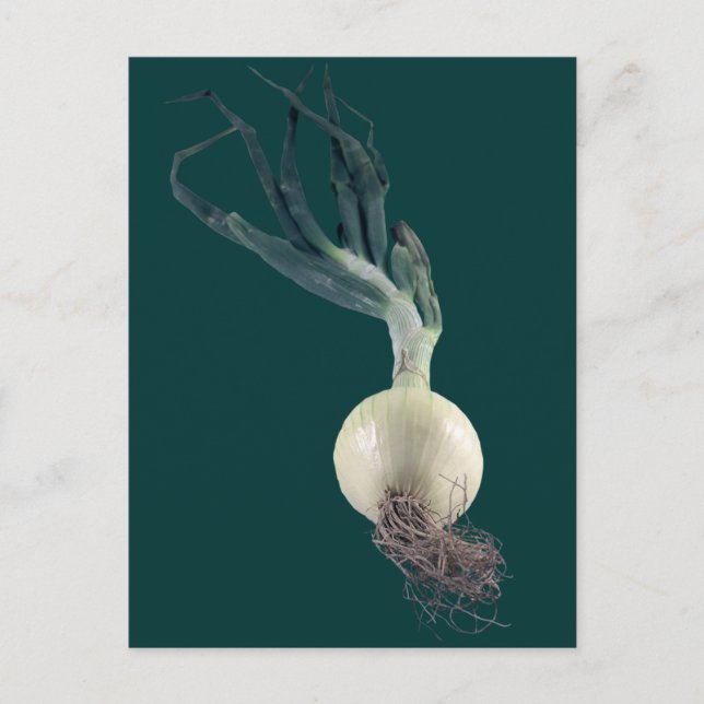An Onion Postcard (Front)