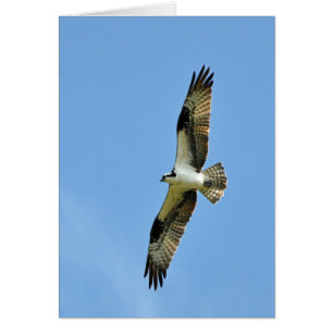 An Osprey Soars!