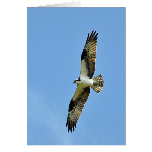 An Osprey Soars! (Front)