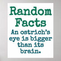 An Ostrich's Eye Is Bigger - Trivia Fact