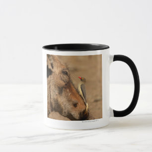 An Oxpecker on a warthogs snout, Isimangaliso, Mug
