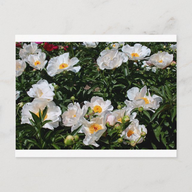 An Unrivaled Glimpse Postcard (Front)