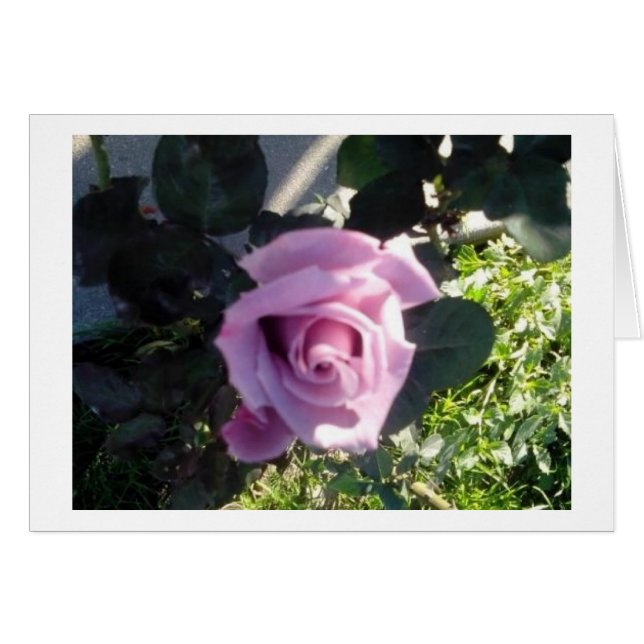 Ana Rose (Front Horizontal)