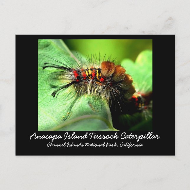 Anacapa Island Tussock Caterpillar Postcard (Front)