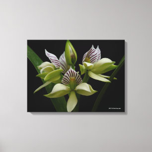 Anacheilium Chacoense Canvas Print