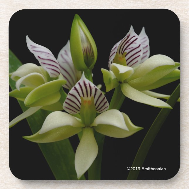 Anacheilium Chacoense Coaster (Front)