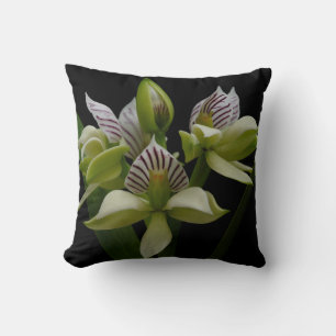 Anacheilium Chacoense Cushion