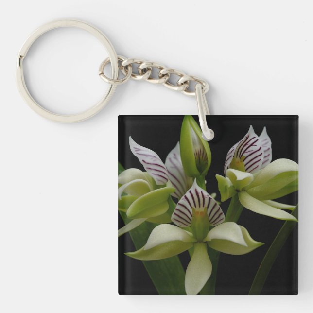 Anacheilium Chacoense Key Ring (Front)