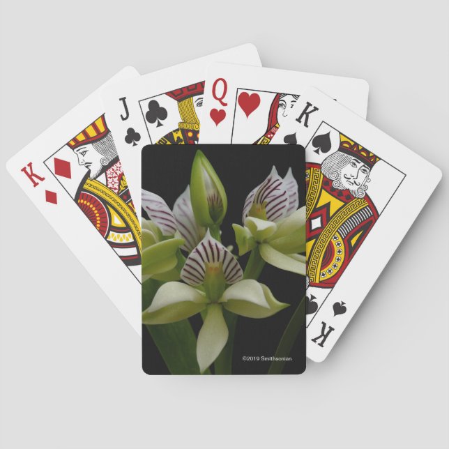 Anacheilium Chacoense Playing Cards (Back)