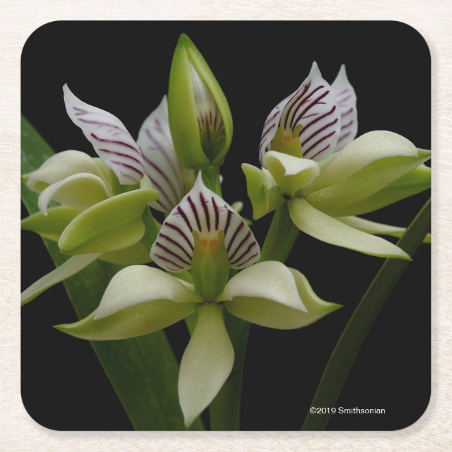 Anacheilium Chacoense Square Paper Coaster (Front)