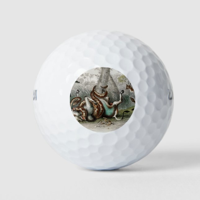 Anaconda, Pedda Poda, Port Natal Python Golf Balls (Front)