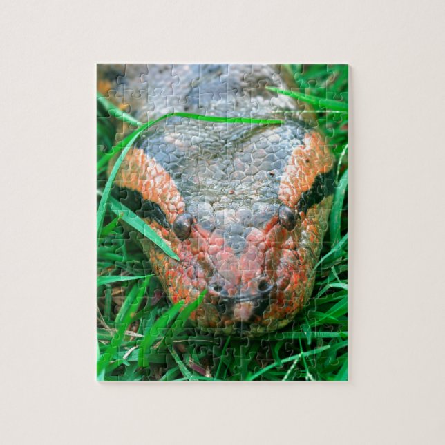 Anaconda snake jigsaw puzzle (Vertical)