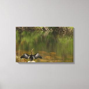 Anahinga in the Everglades Canvas Print