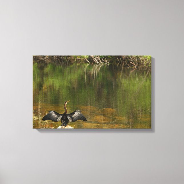 Anahinga in the Everglades Canvas Print (Front)