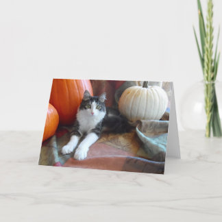 Anakin Two Legged Cat & Pumpkins Fall Cat Card
