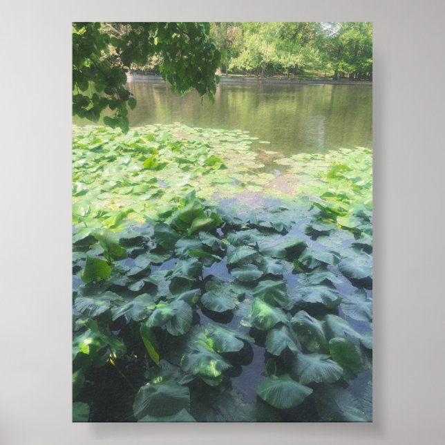 Analogue Lily Pad Photography Poster (Front)