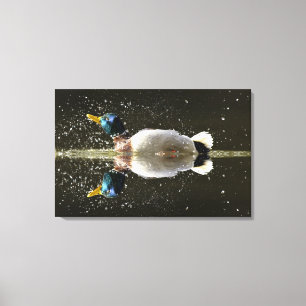 (Anas platyrhyncus),shaking off water after Canvas Print