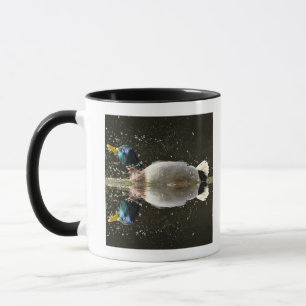 (Anas platyrhyncus),shaking off water after Mug