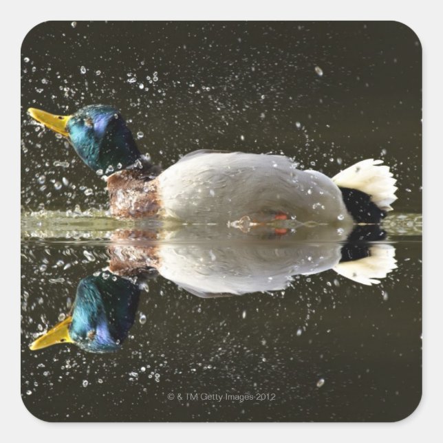 (Anas platyrhyncus),shaking off water after Square Sticker (Front)