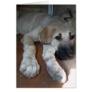 Anatolian Shepherd