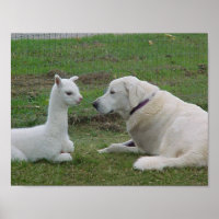 Anatolian Shepherd and Alpaca Cria